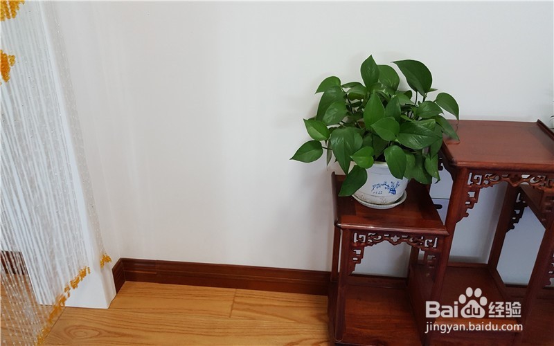 我为什么爱养花