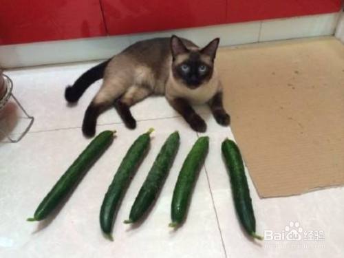 猫咪为什么怕黄瓜呢