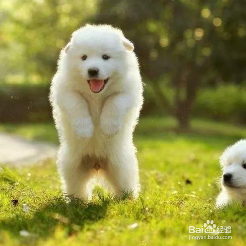 喂养萨摩耶幼犬应该注意些什么?