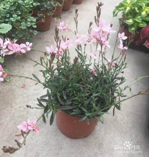 山桃草的养殖方法和注意事项