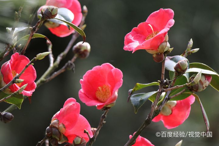 耐冬花的养殖方法和注意事项