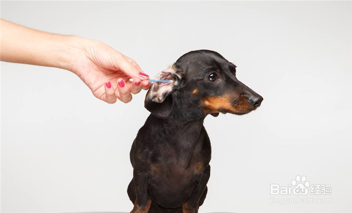 狗狗耳朵臭怎么办