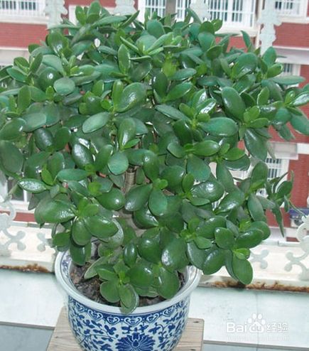 玻璃翠怎么养才能更旺盛