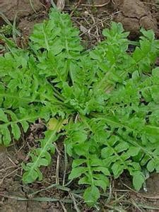 吃荠菜对眼睛好吗?