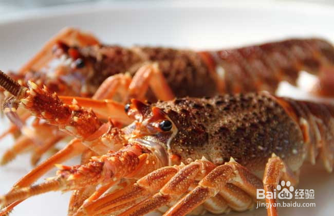 大龙虾养殖方法