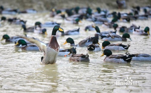 野鸭子幼崽怎么养活
