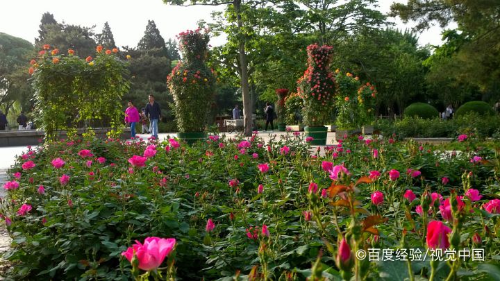 月季叶子黄了如何补救
