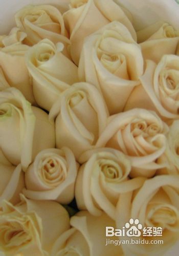 香槟玫瑰的花语