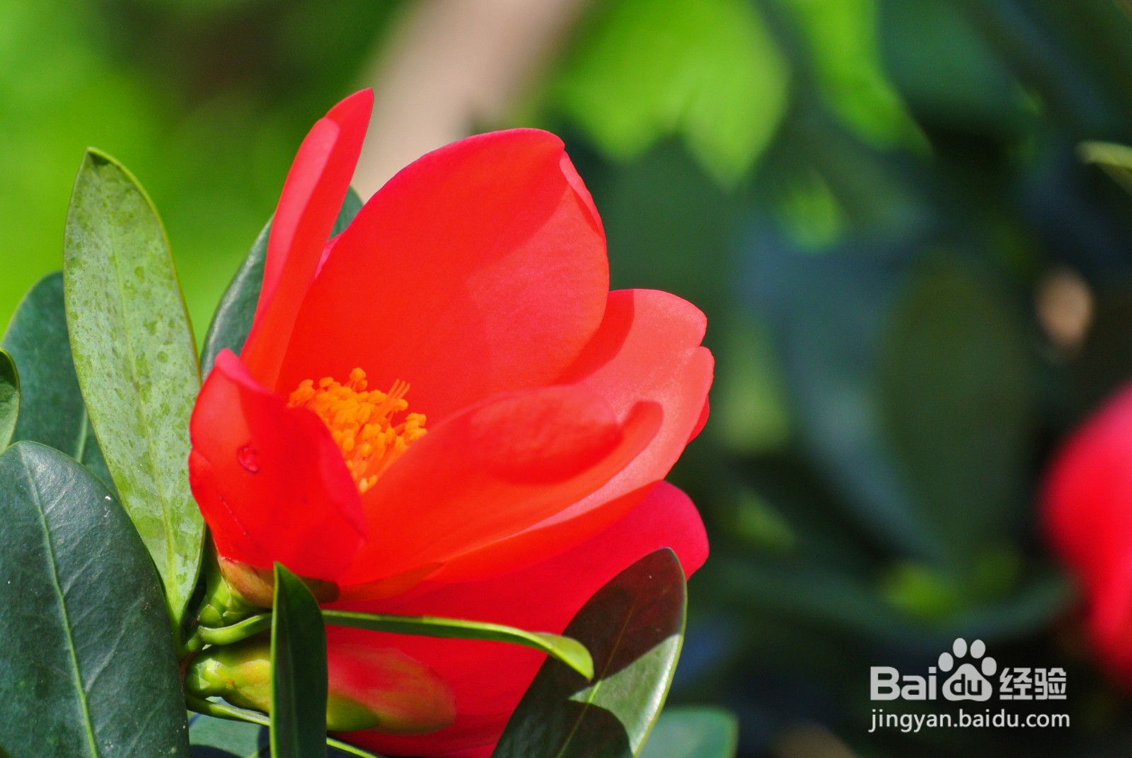 杜鹃红山茶花注意事项