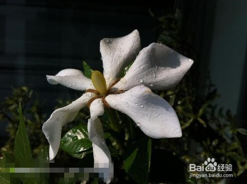 栀子花叶子上长虫了怎么办呢？