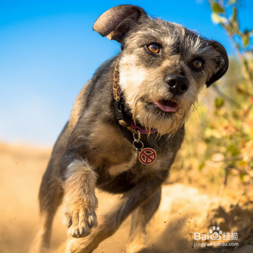 狗狗后腿发抖怎么办？