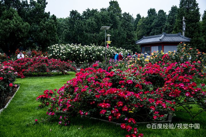 月季花叶子发黄枯萎怎么办