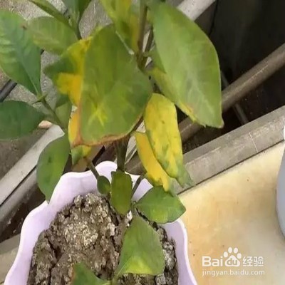 植物叶子发黄怎么办