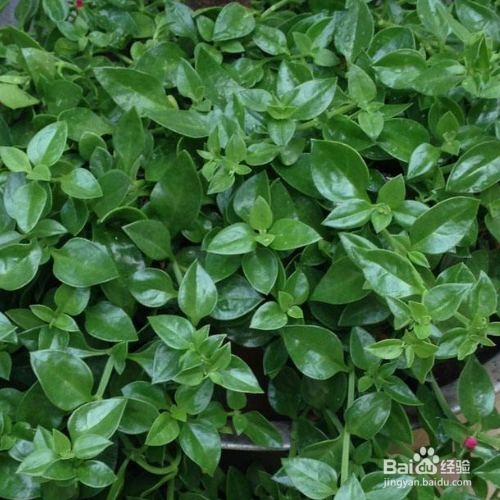 穿心莲该怎么养?