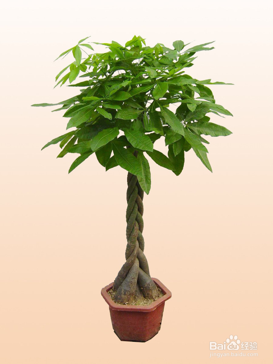 新装修的房子除甲醛等有害气体的方法