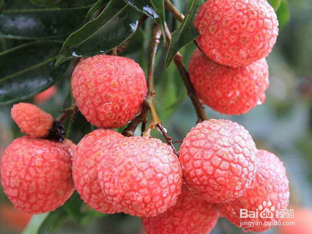 吃荔枝有什么好处?