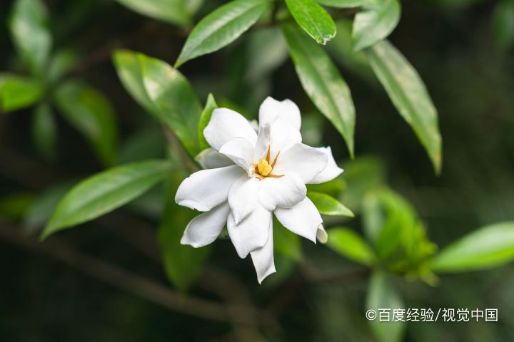 如何种植栀子花