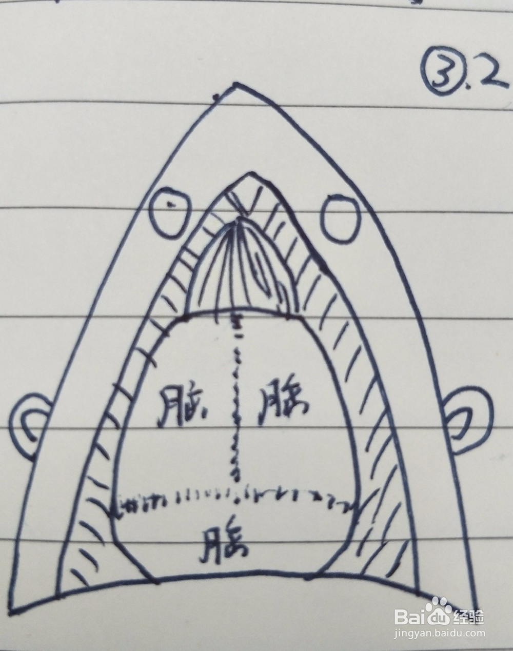 大白鼠取脑组织步骤