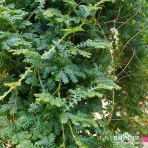 变色龙花卉的养殖方法和注意事项