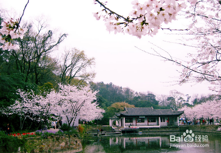 上海清明长假适合去哪玩?