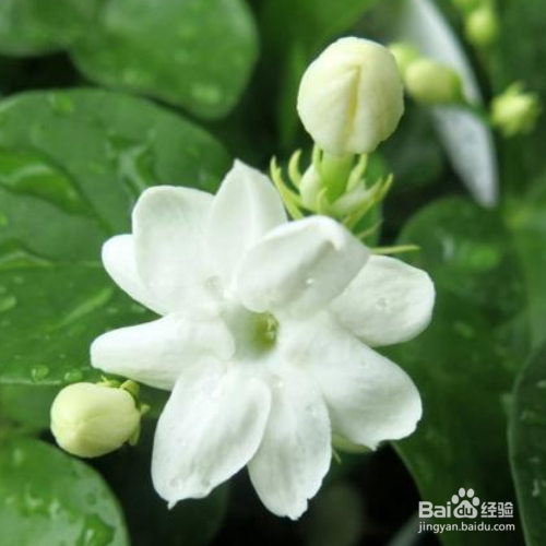 养的茉莉叶子发黄怎么办