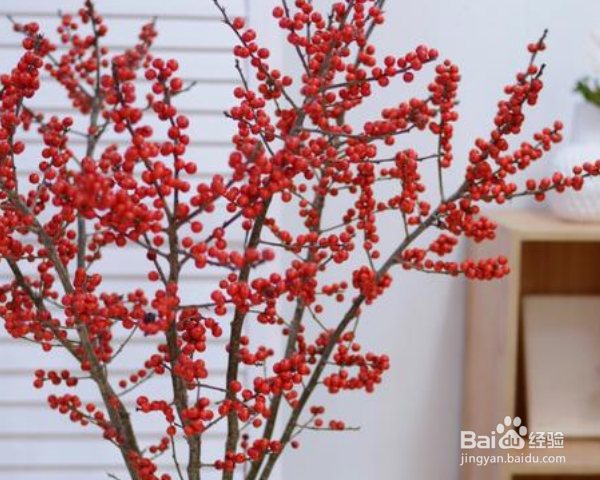 北美冬青插花瓶怎么养