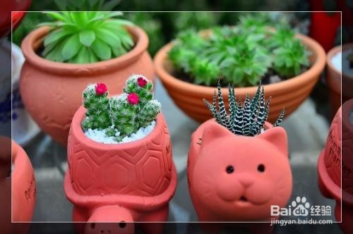 仙人掌养植的注意事项