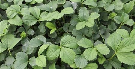 草莓苗白粉病如何防治？