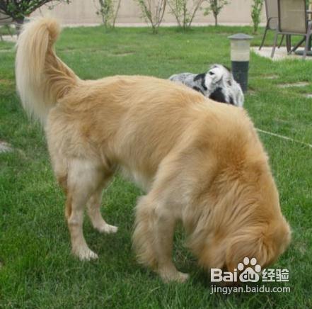 宠物狗怎样训大小便