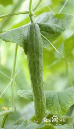 买黄瓜时应该注意点什么