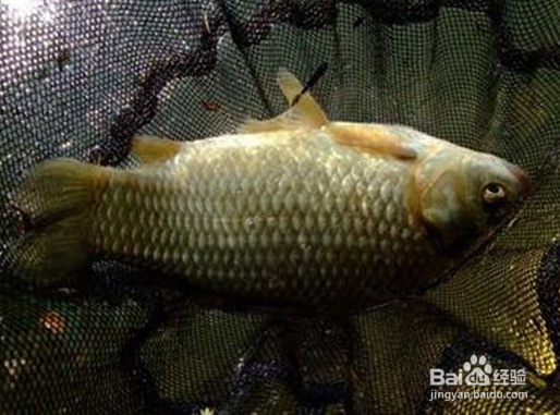 垂钓技巧 钓鱼人都有的毛病 自己对对吧