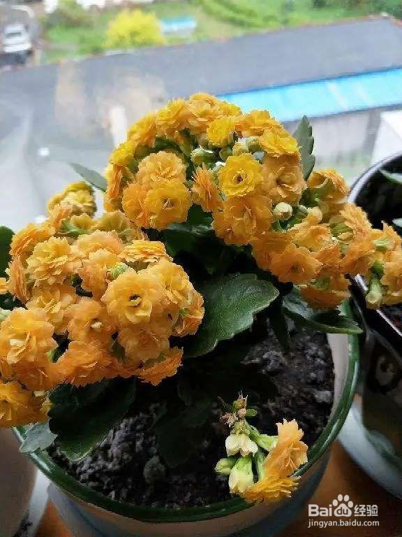 长寿花剪一刀,理个小平头,株型矮壮开花多
