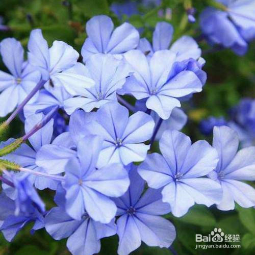 蓝雪花盆栽怎么养殖？