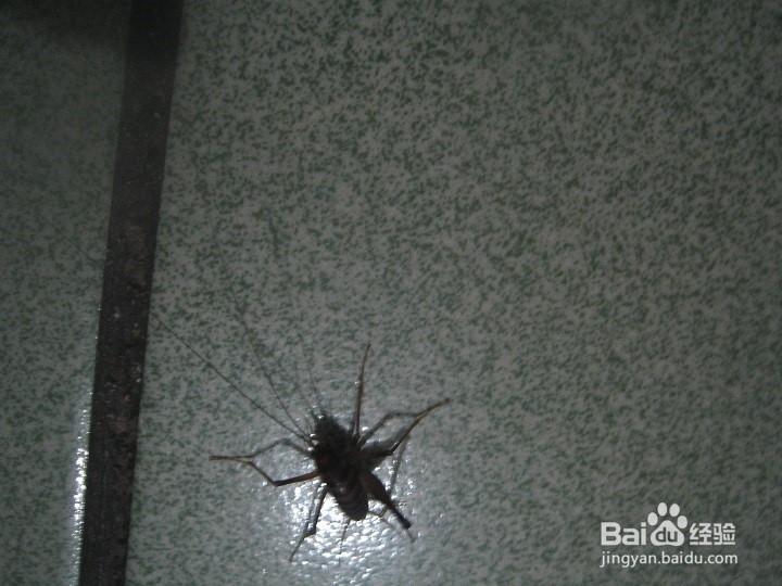 夜里在室内怎样给蟋蟀拍照