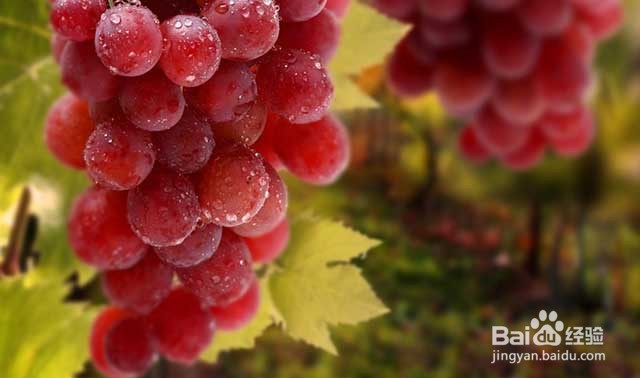 葡萄的膨果期和葡萄膨果增甜的施肥要点