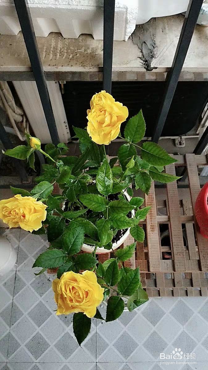 情人节玫瑰花盆栽要这样养