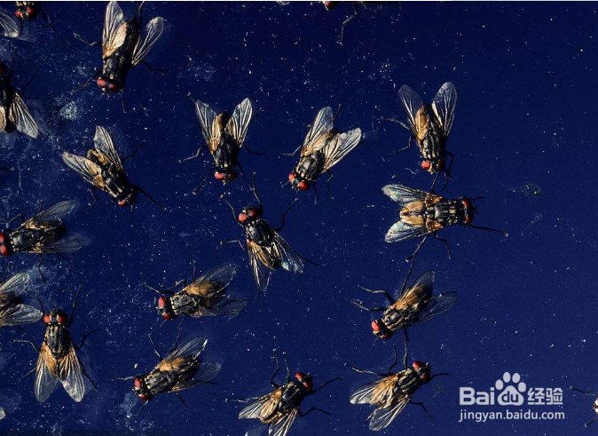 电脑桌面好多苍蝇怎么弄掉