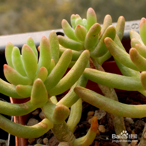 八千代多肉植物怎么养殖 百度经验 八千代多肉植物怎么养殖 百度经验