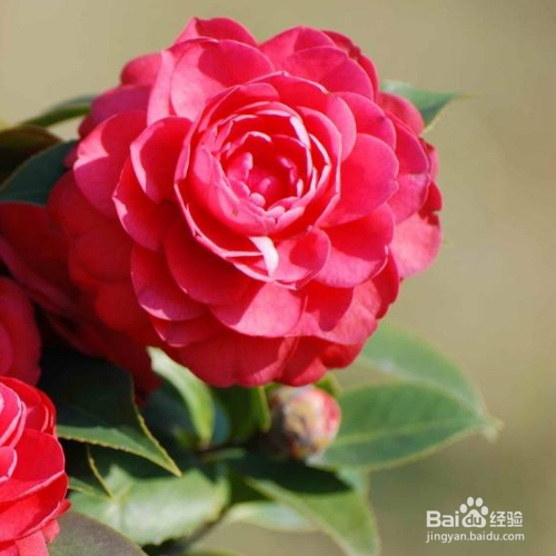 茶花落蕾怎么办?