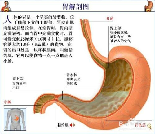 <b>怎么保养你的胃</b>