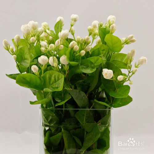 茉莉的养殖方法是什么？