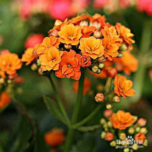 长寿花不开花怎么办？