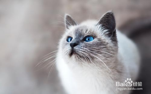 猫乱尿怎么解决方法
