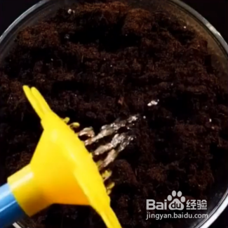 种植的小妙招