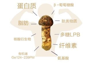 高级食材松茸怎么做都有营养