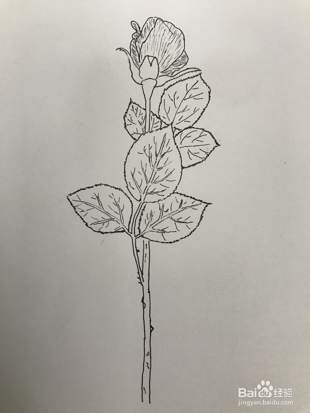画一支玫瑰花玫瑰