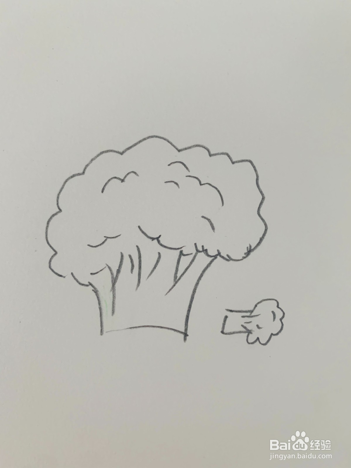西蓝花怎么画
