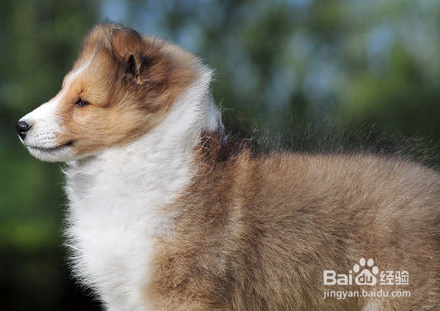 教你区别喜乐蒂和苏格兰的不同