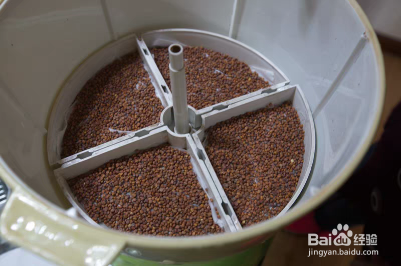 莱菔子的服用方法