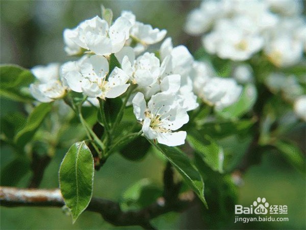 秋季盆花的养护窍门